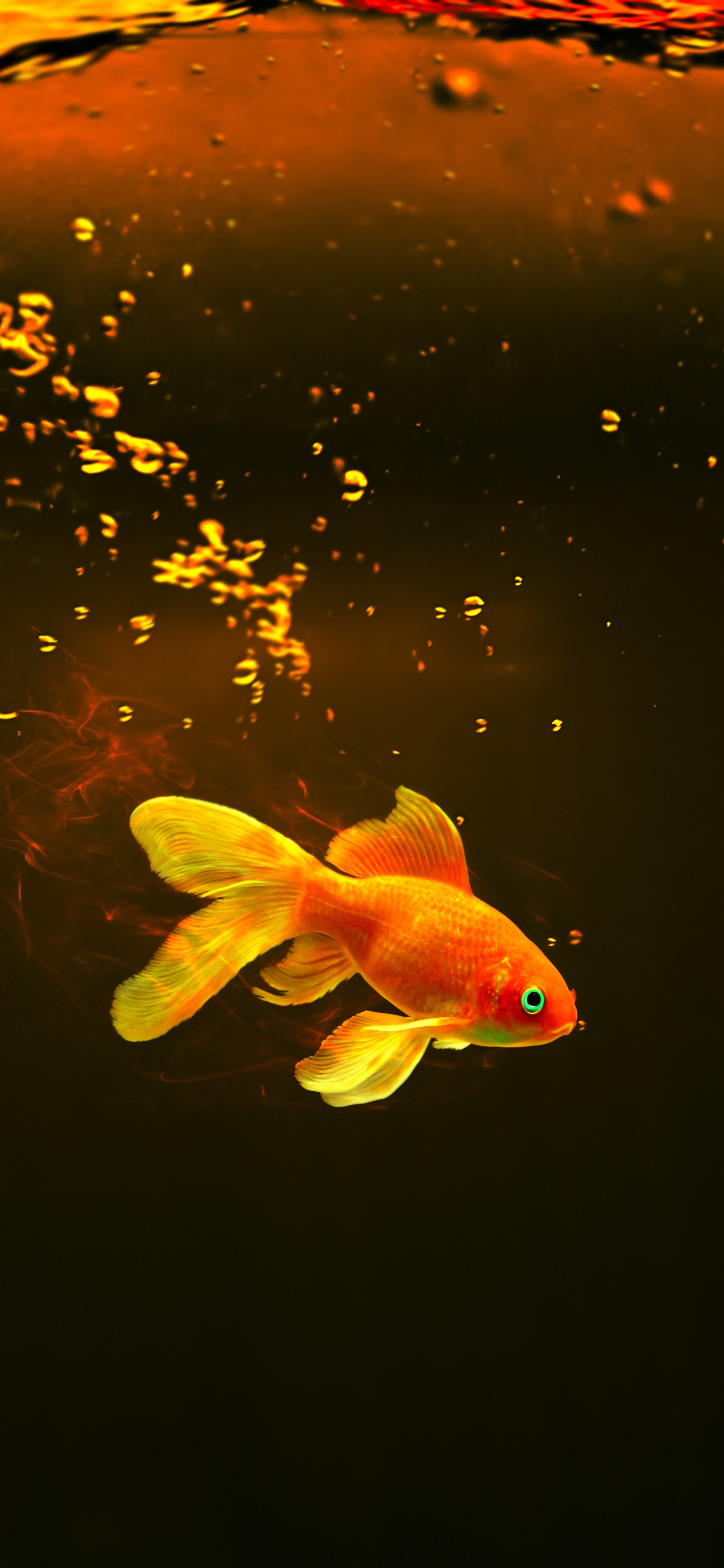 原图壁纸：鱼儿在海里游来游去，自由自在