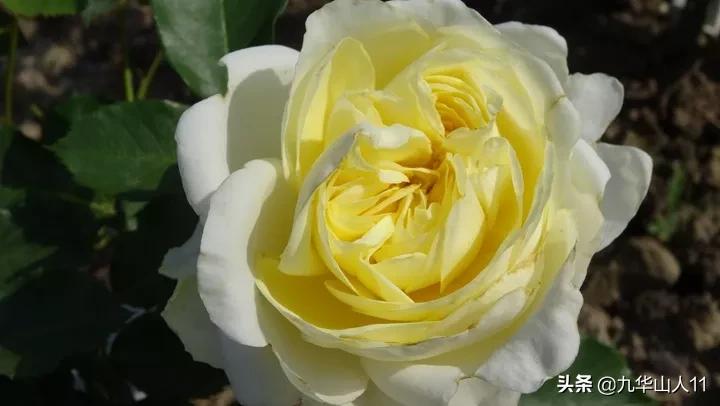 常见丰花月季品种一览,阳台盆栽丰花月季什么品种最好