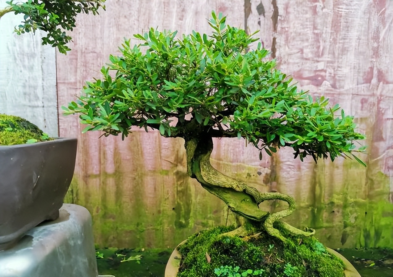 农村自建房庭院门前种什么果树好,东北地区庭院里门前适合种什么树