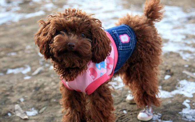 如果泰迪不吃东西怎么办,泰迪不爱吃狗粮了怎么办呢