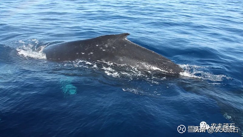 农夫爱套利：梳理事件套利交易的定义、原则、流程与风险