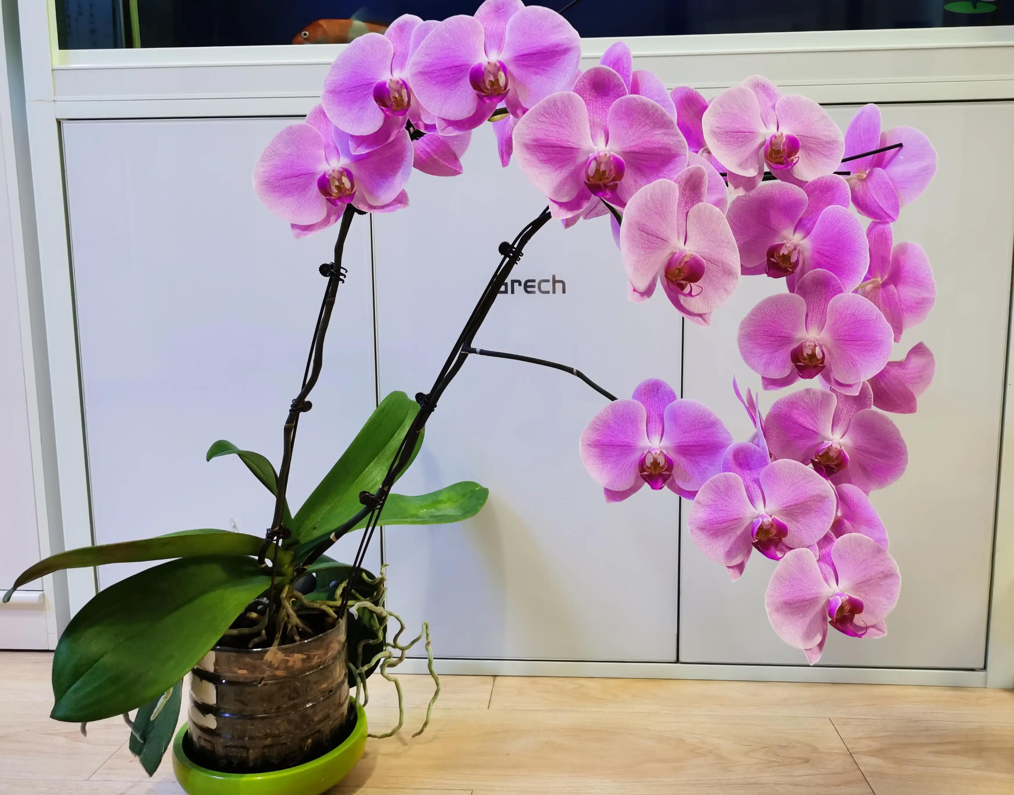 粉黛佳人水仙,紫水仙图片大全