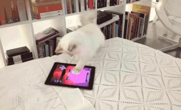 世界上最有钱的猫，坐拥21亿的财富