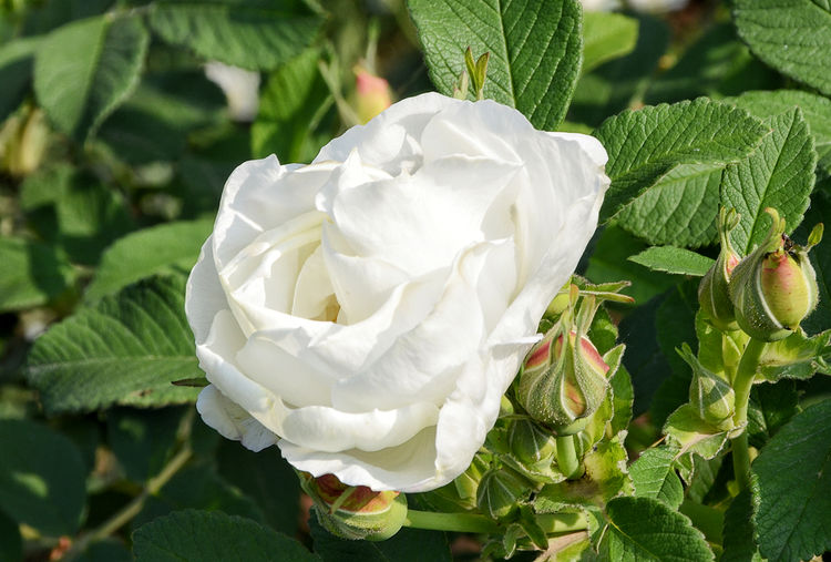 平阴玫瑰花原创包装设计,平阴玫瑰花生产厂家电话