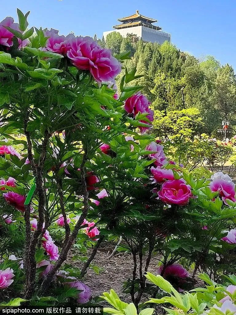 谷雨的到来意味着暮春已至,暮春初夏到谷雨