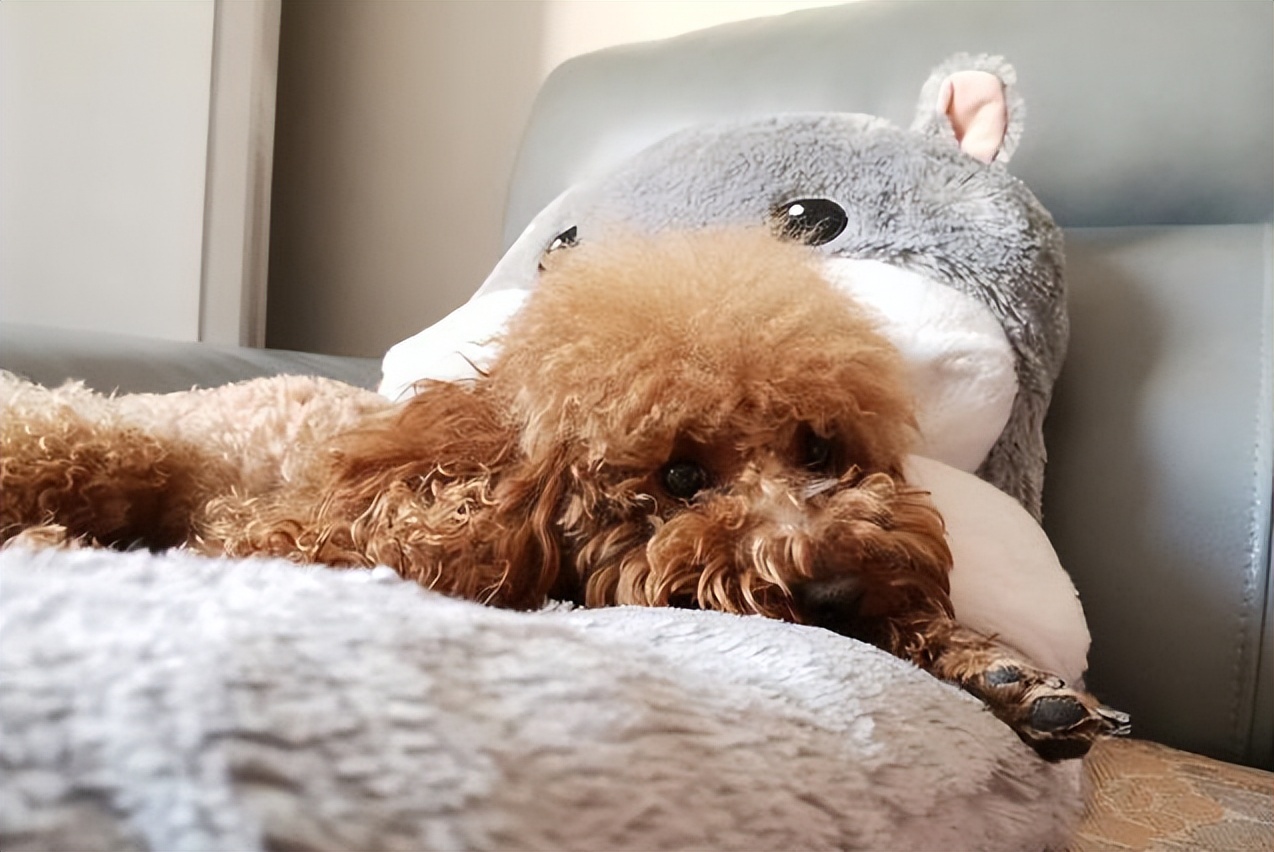 泰迪暗示主人的表现,泰迪睡觉可以打扰他吗