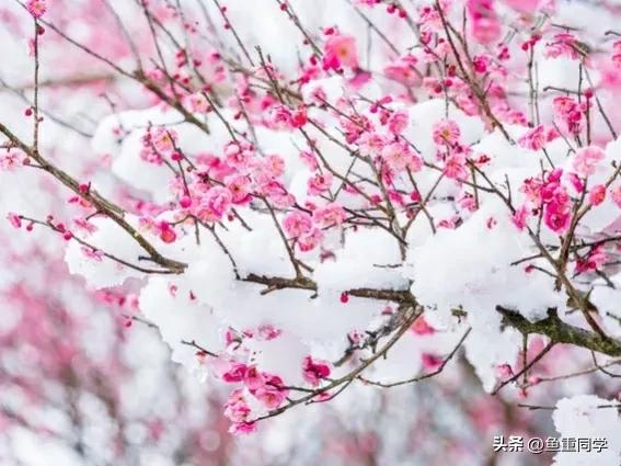 数九天从哪一天开始算,数九天怎么算出来的