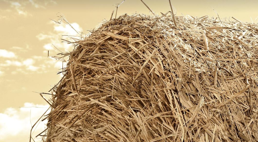 扦插月季添加微生物菌剂有好处吗,加入生根粉和多菌灵的土能种菜吗