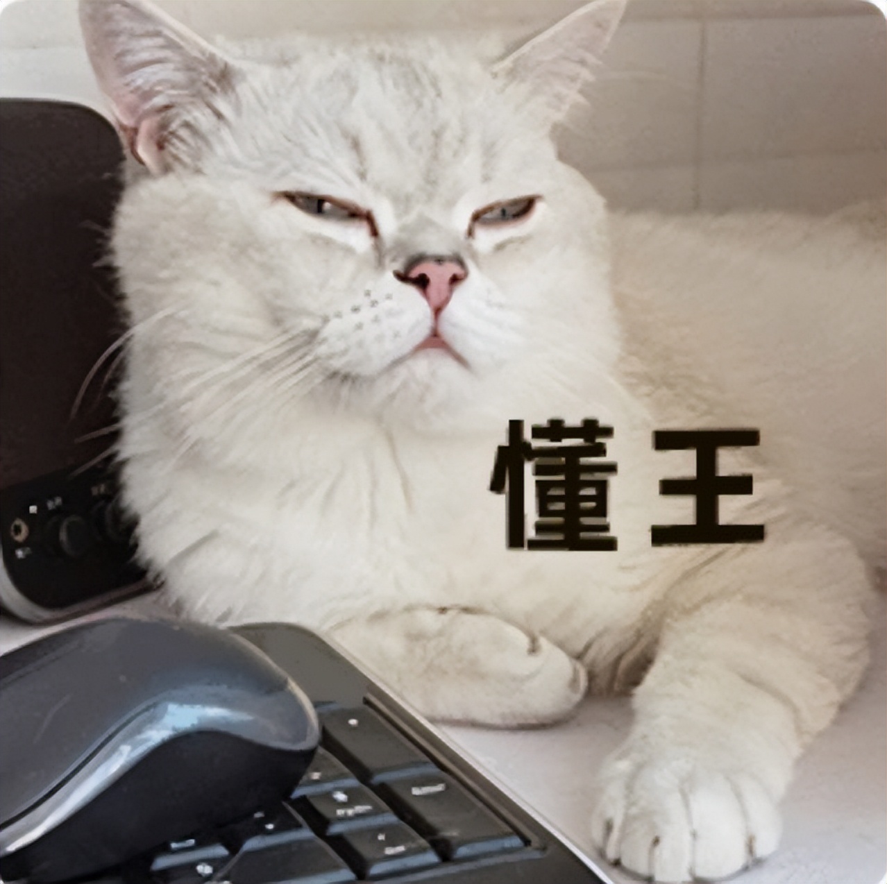 网络流行语2022年最流行词,2023十大网络流行语公布你都造吗