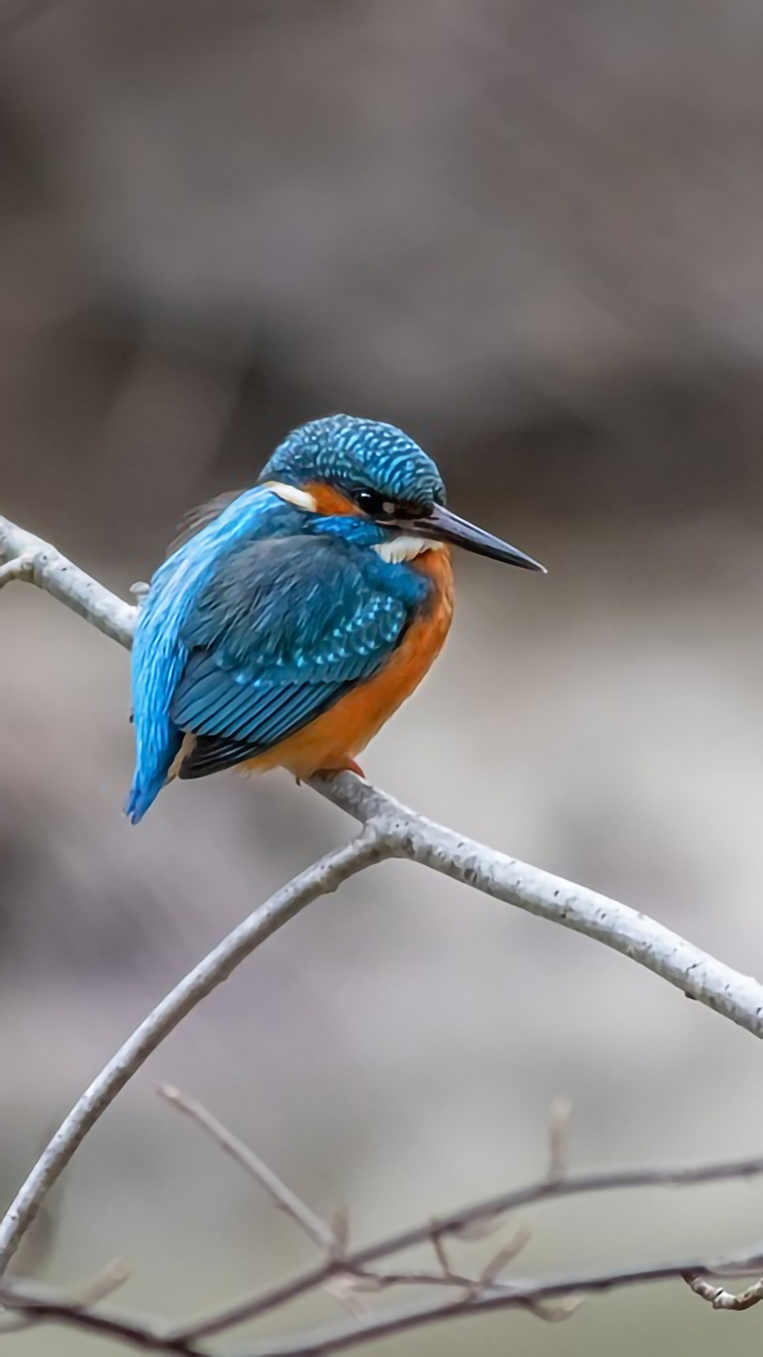 好看的手机桌面壁纸和锁屏壁纸,总有一张壁纸适合你手机屏保精选