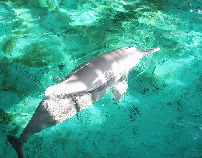 目前长江禁渔的状况,长江及其主要支流十年禁渔