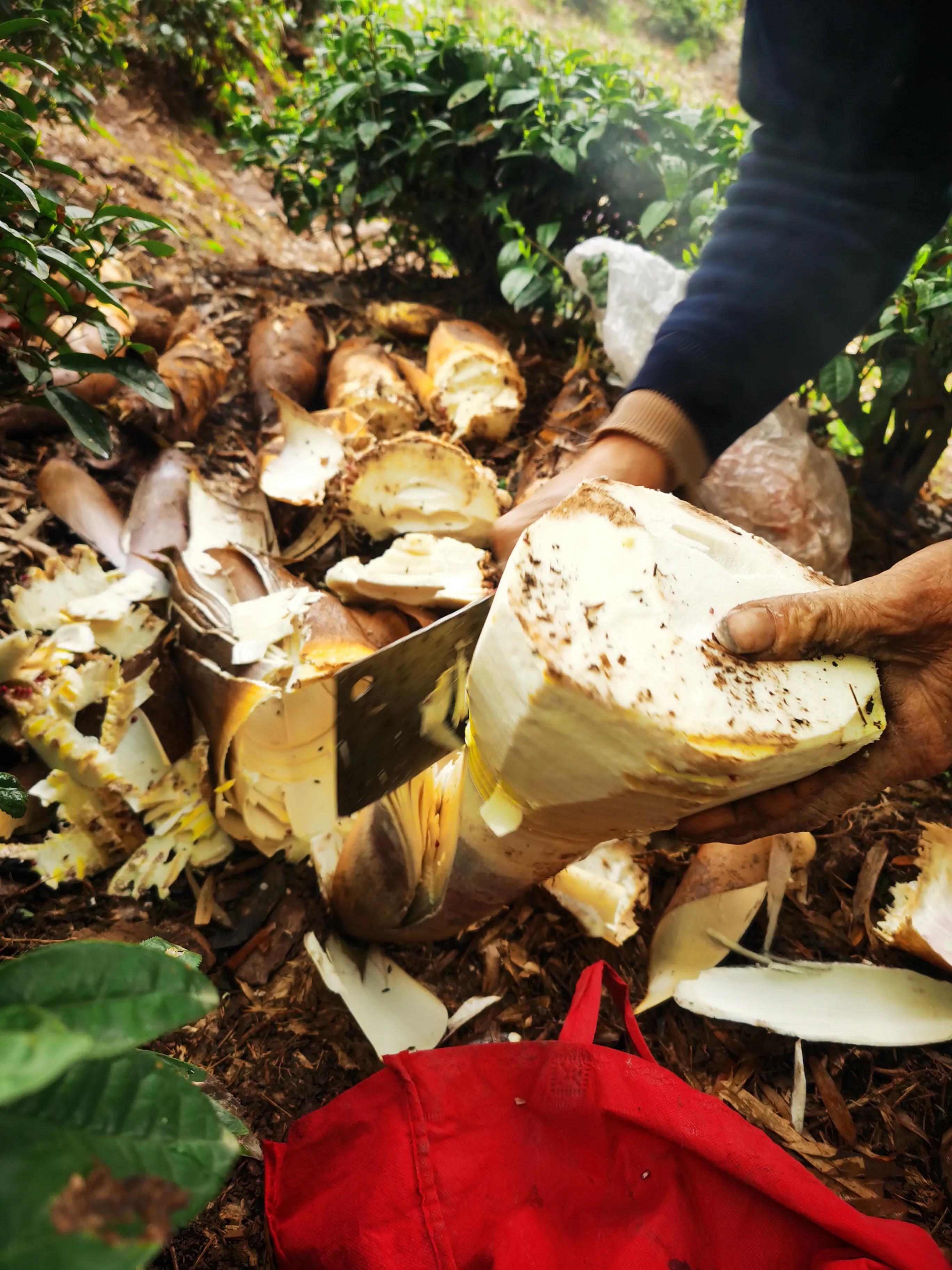 绍兴特产笋丝梅干菜的做法,绍兴特产笋丝梅干菜自产自销