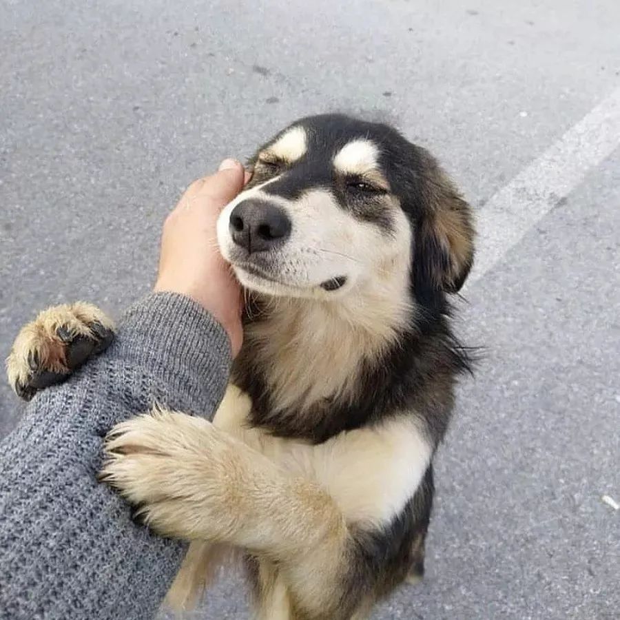 经常打骂幼犬会怎么样,经常打骂狗狗会离家出走吗