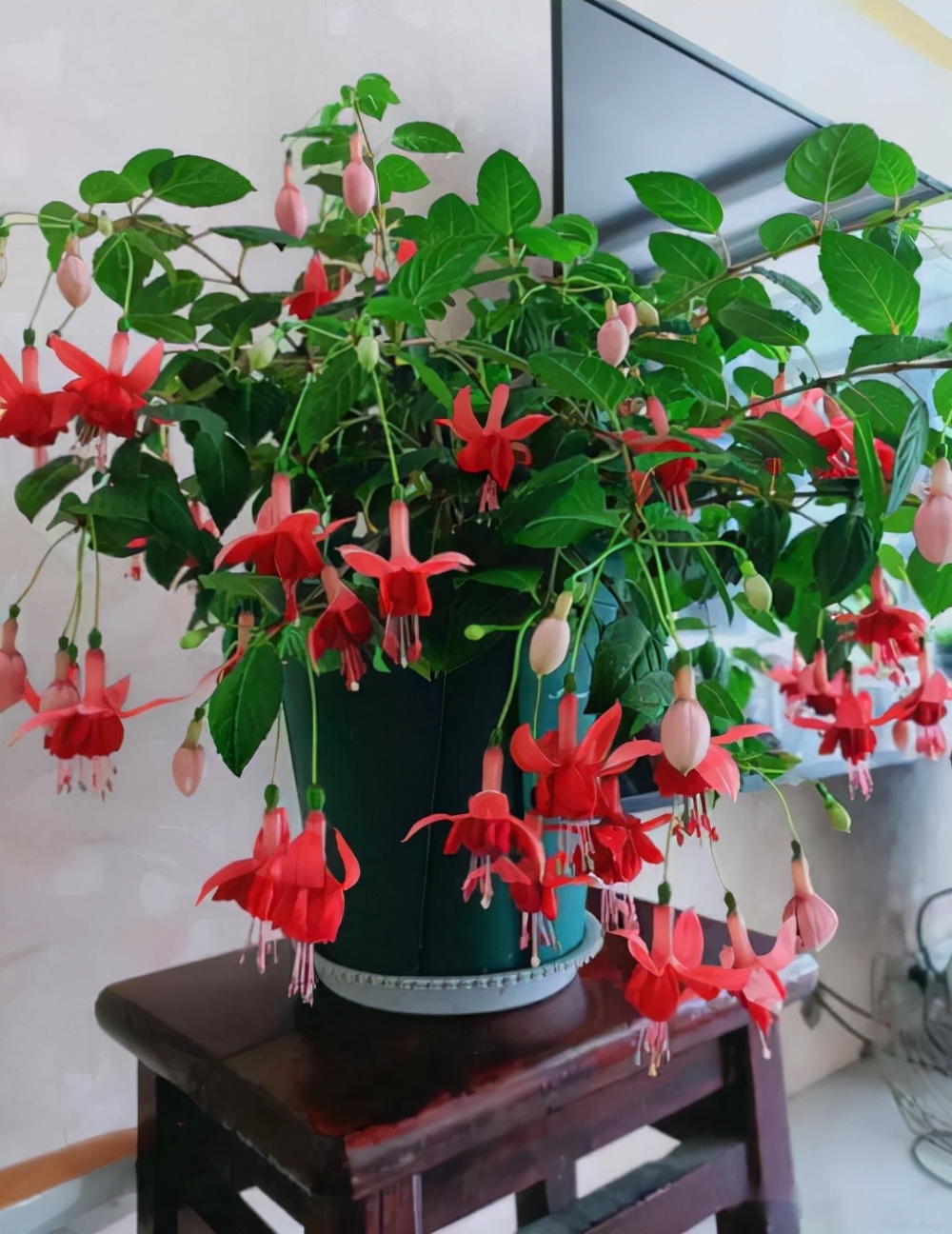 4种花适合新手养漂亮好养,20种坑人的花