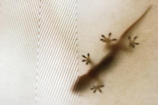 家里壁虎断尾好不好,壁虎进屋十大预兆壁虎会咬人吗