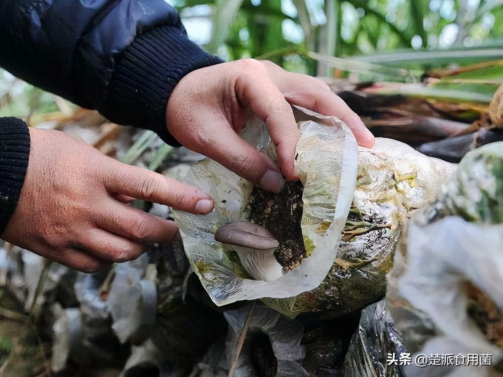 食用菌杂菌怎么防治,食用菌出现虫害的正确防治方法