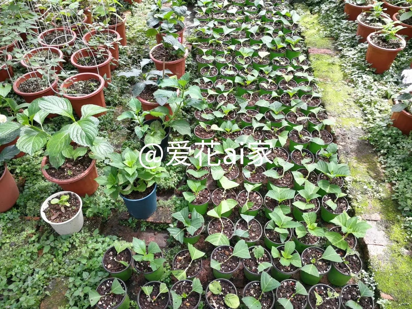 我怀疑这是我老公为了阻止我买花的阴谋