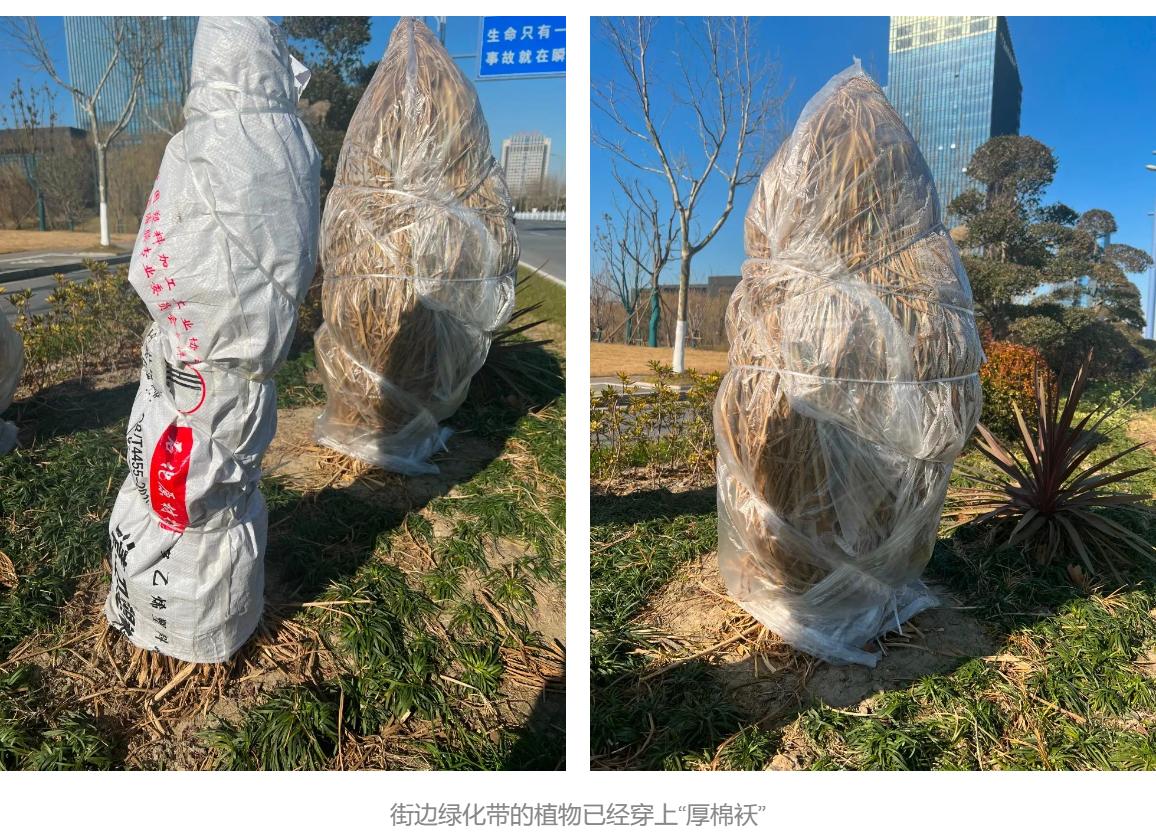 冬天在室内不怕冻的有哪些植物,冬季适合室内不怕冻的植物