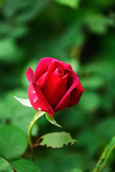 月季花图片大全大图唯美风景,全屏漂亮月季花高清图片