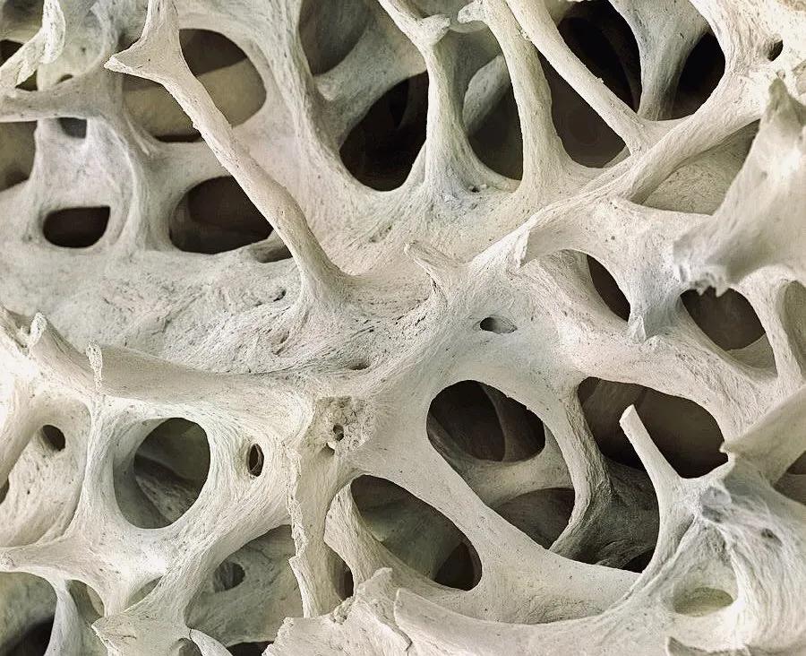 显微镜观察人体的四种组织图片,人体显微镜下的样子