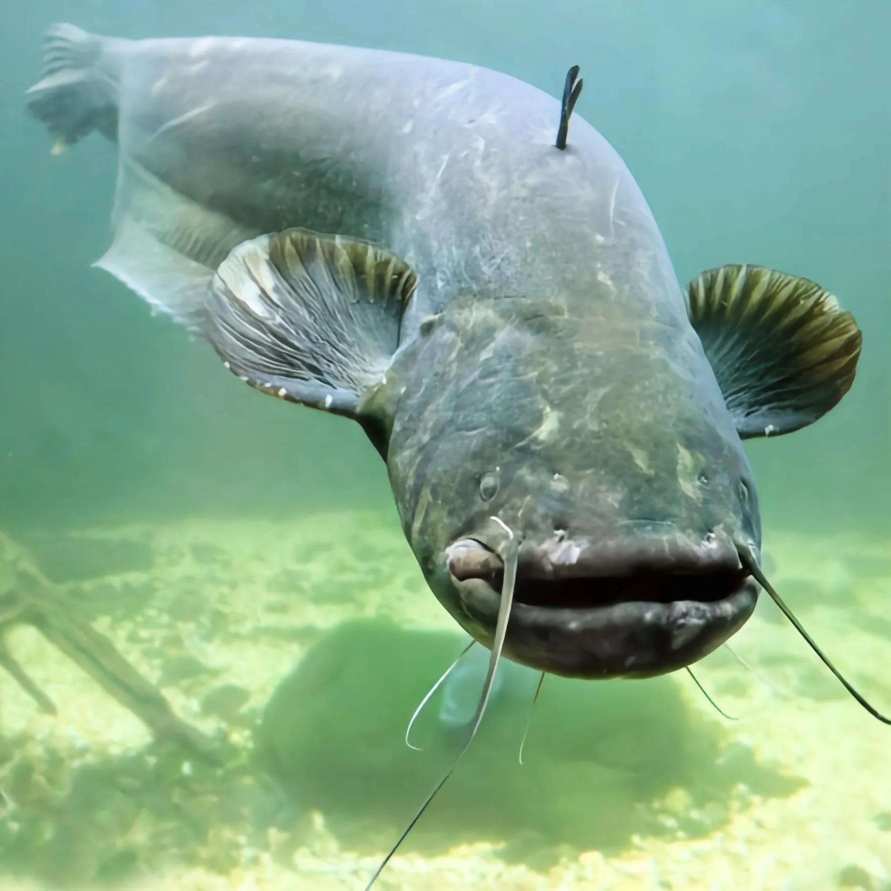 鱼长胡须是怎么回事,为什么有的鱼会长牙齿