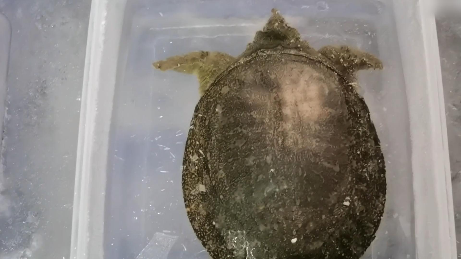 甲鱼冷冻多久可以复活,冰冻的一个月的甲鱼能否复活