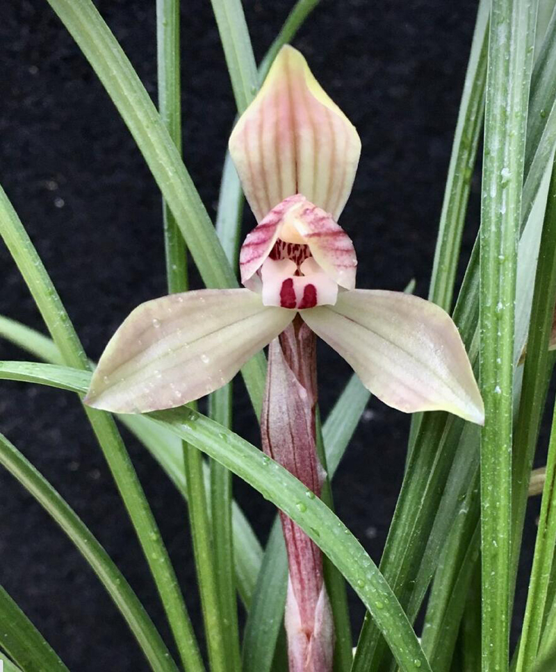 春兰生长最合适的季节,春兰的形态特征及生长习性