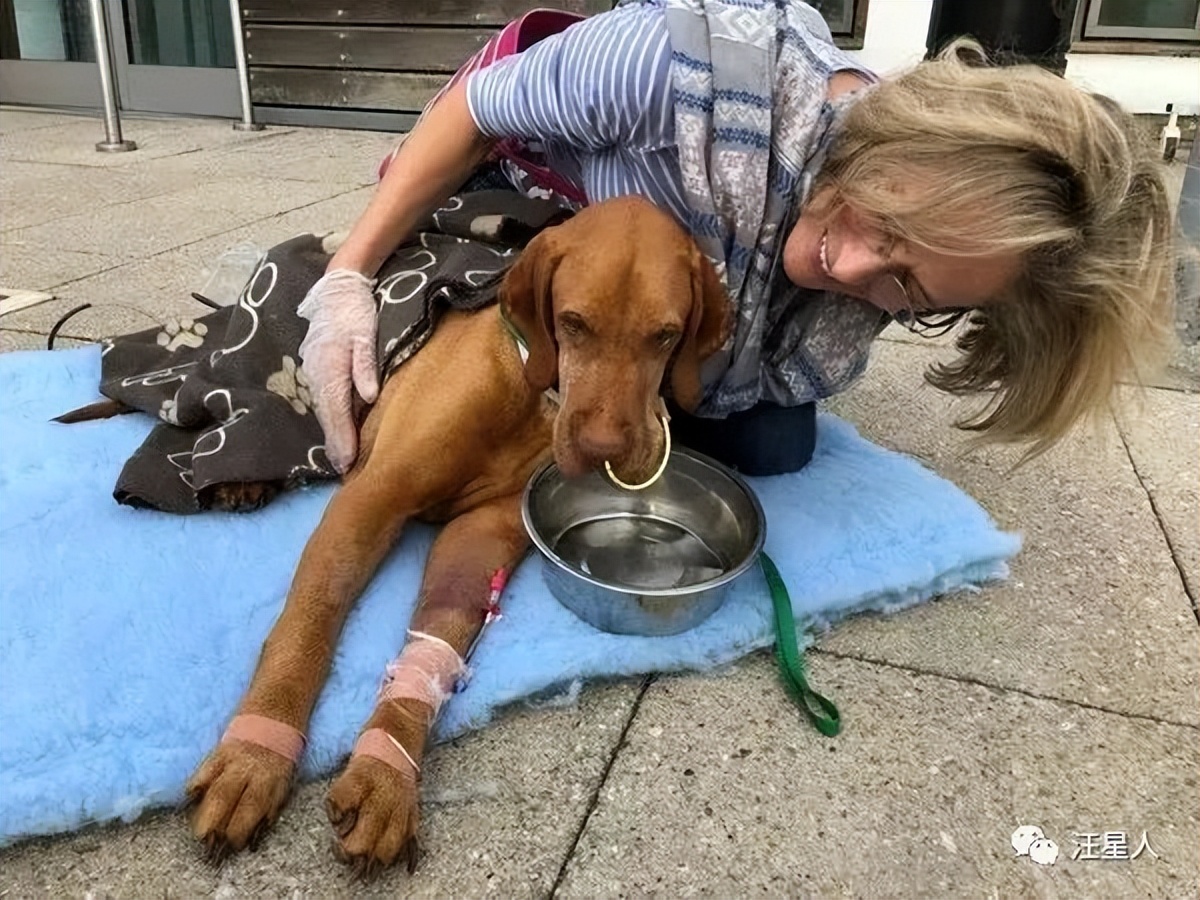 狗狗吃了夏威夷果怎么解决,狗狗吃了夏威夷果一只后腿瘸