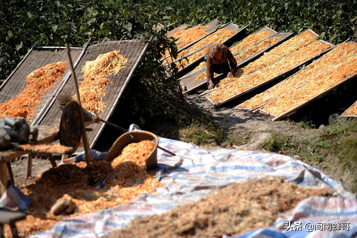 农场养鸡高回报技术,智慧农业土鸡养殖技术