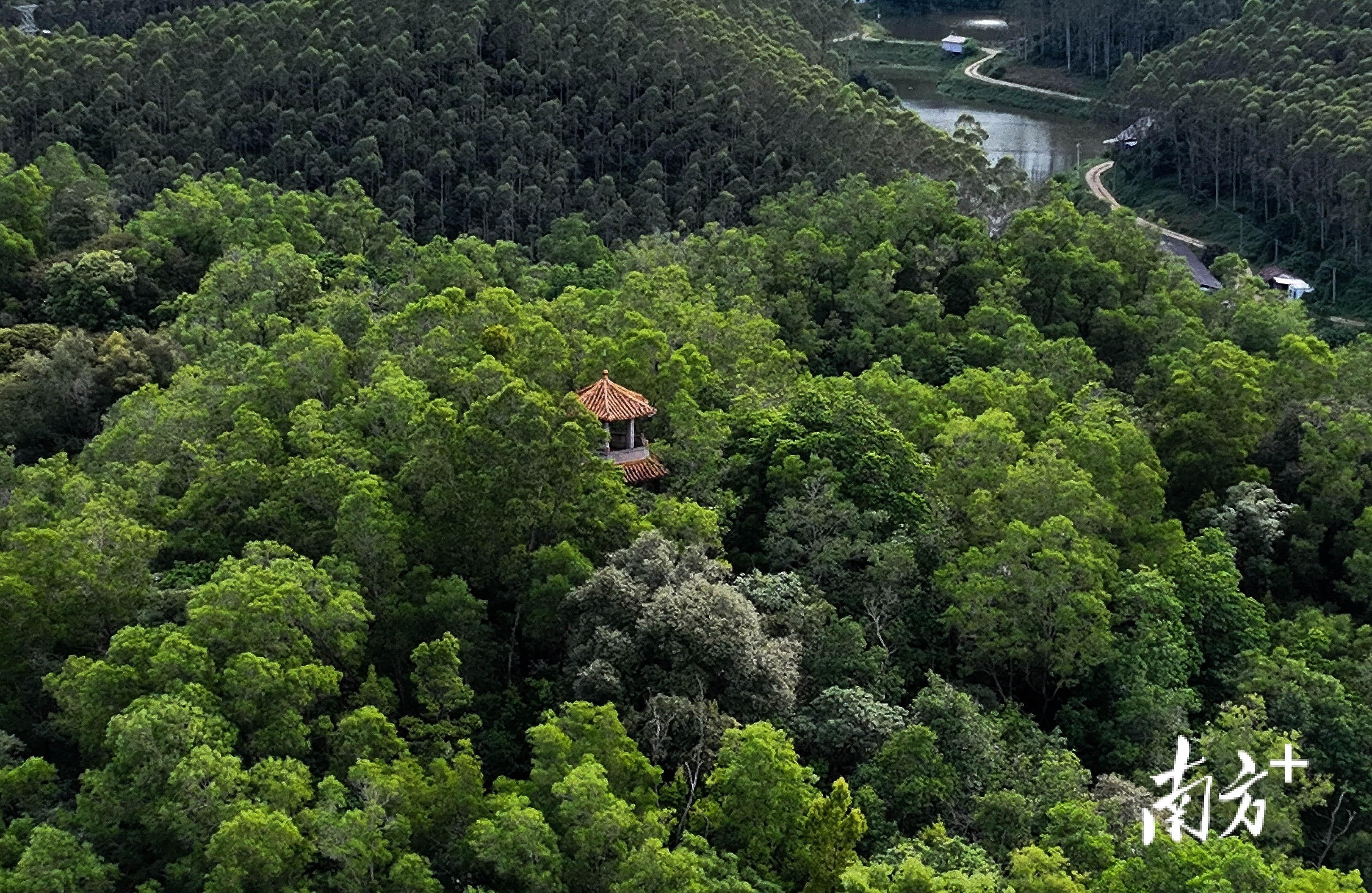 中国灵芝第一村在哪里,灵芝之乡