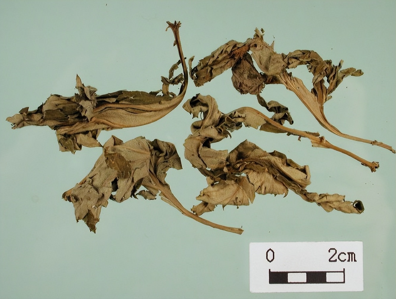 药用艾叶和食用艾叶识别,带你识别艾叶图片