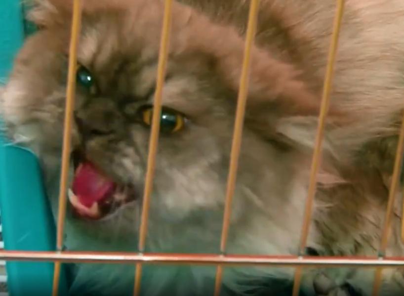 产后抑郁症的猫有什么表现,小母猫产后抑郁什么表现