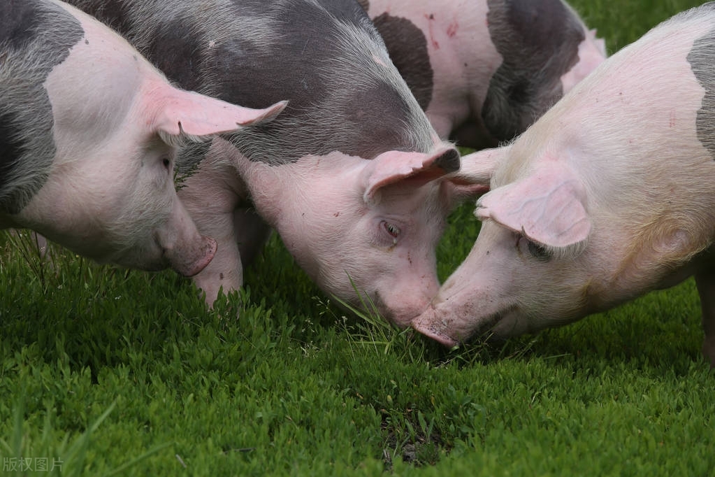 猪人工授精的步骤及注意事项,猪人工授精的常识和技巧