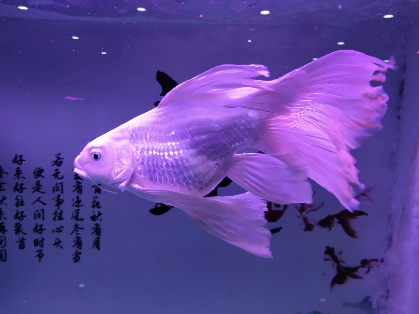 观赏鱼哪种鱼最好买,十大最好养的观赏鱼价格