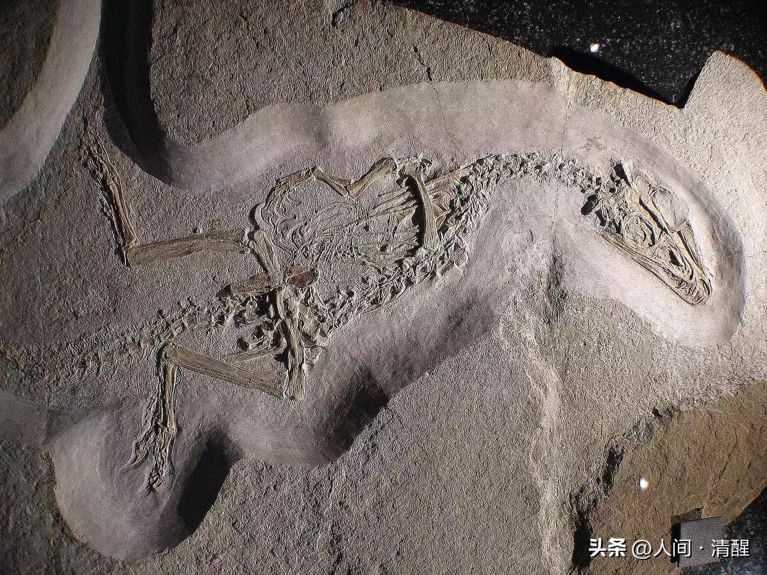 有羽毛的恐龙化石是什么样子的,有羽毛的恐龙的化石的样子