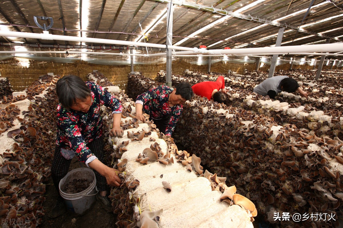 人工种植木耳与野生木耳区别,人工种植木耳和野生木耳营养如何