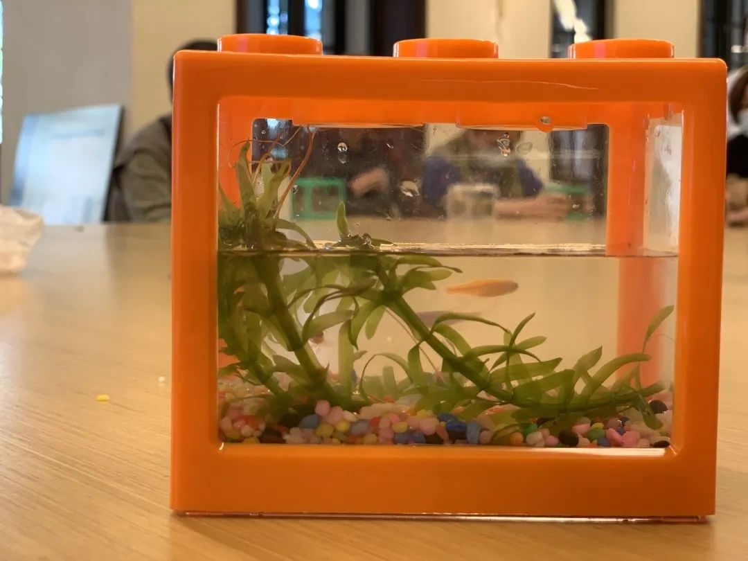 生态鱼缸如何做过滤,金鱼生态鱼缸制作