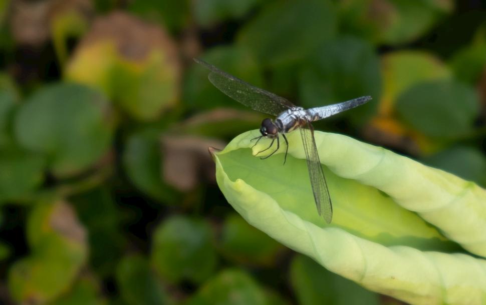 戴笠发明对女特务的刑罚,戴笠发明“泡澡酷刑”