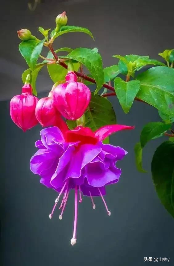 五颜六色的花朵养眼舒心,灵动秀美的花朵图片