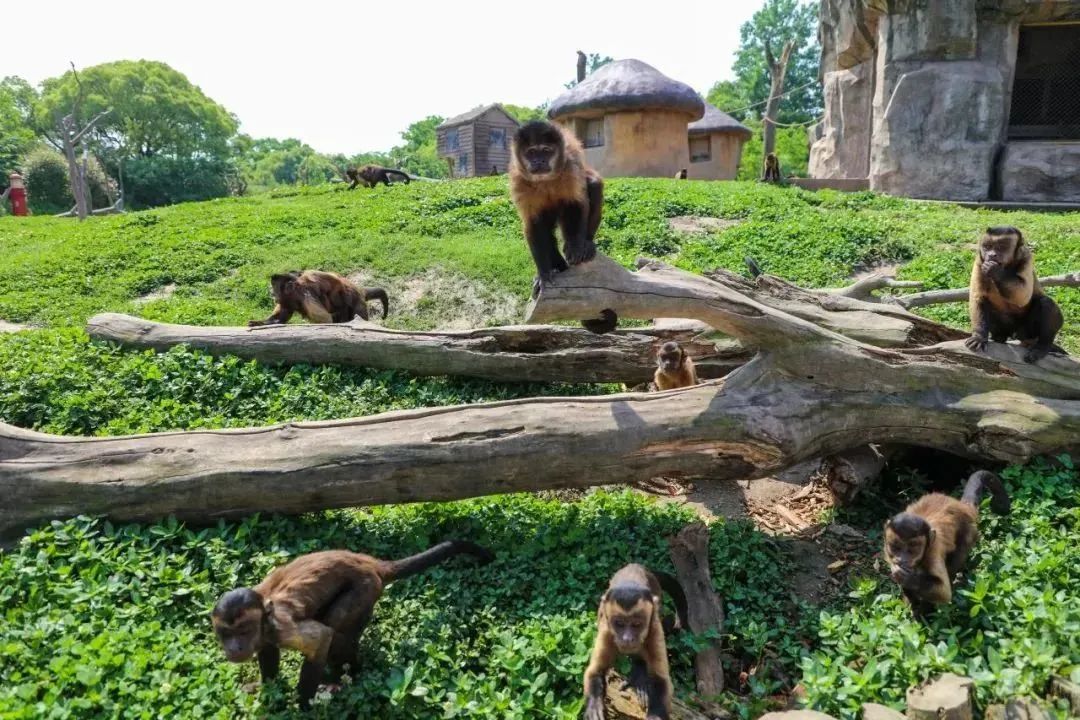 上海野生动物园最新攻略,上海野生动物园游玩攻略最新