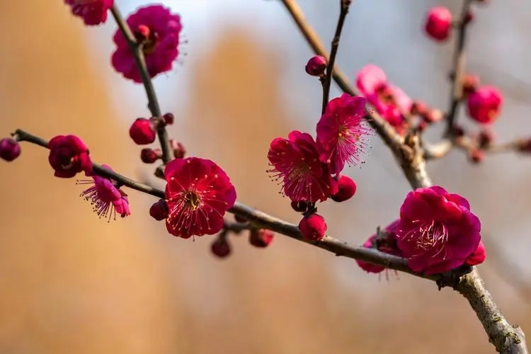 王维十首名诗鸟鸣涧,王维十首最好诗