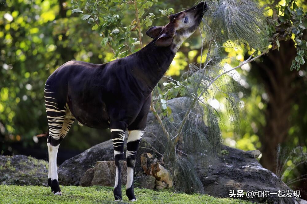 青蛙透明血管,青蛙有无血管