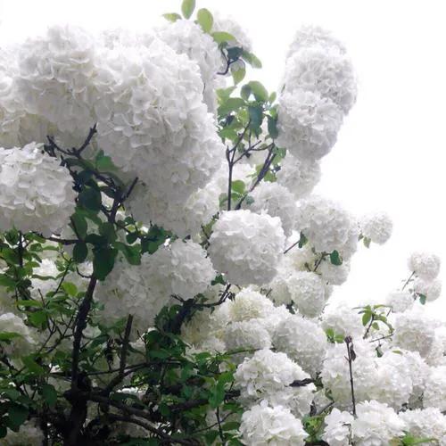 正确对待风气,风气关乎士气