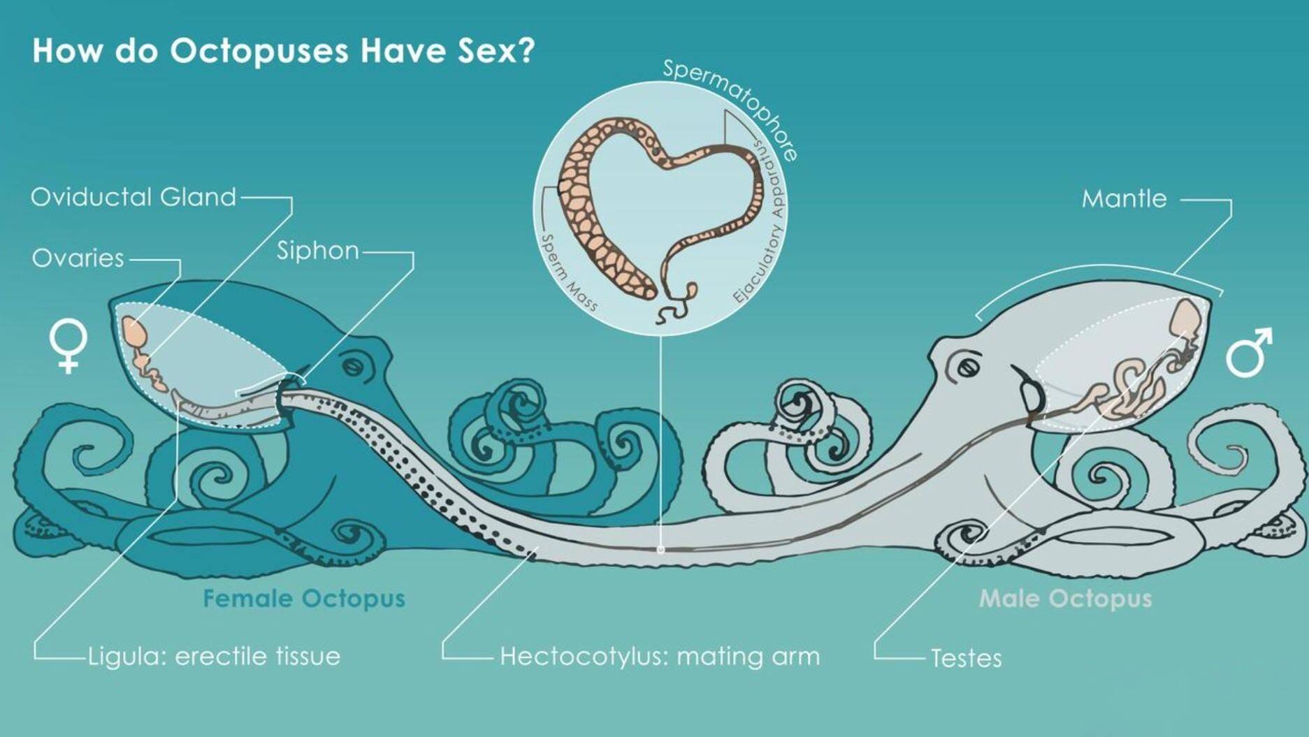 为了交配繁衍，雄性动物有多拼？猫生殖器带刺，鸭子改造成螺旋状