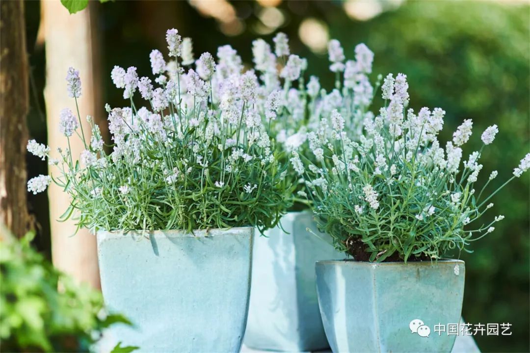 鑺卞崏鍝佺灞曠ず,鏂颁紭鑺卞崏鍝佺灞曠ず