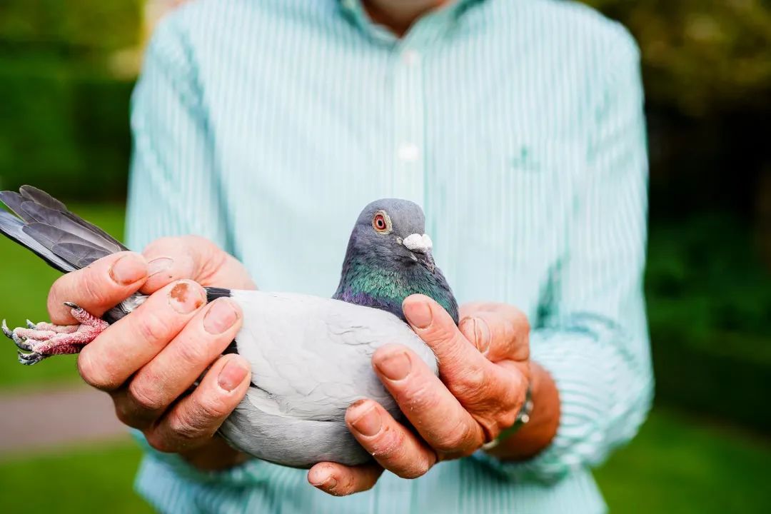 世界名鸽四大品系,法比安是世界名鸽吗