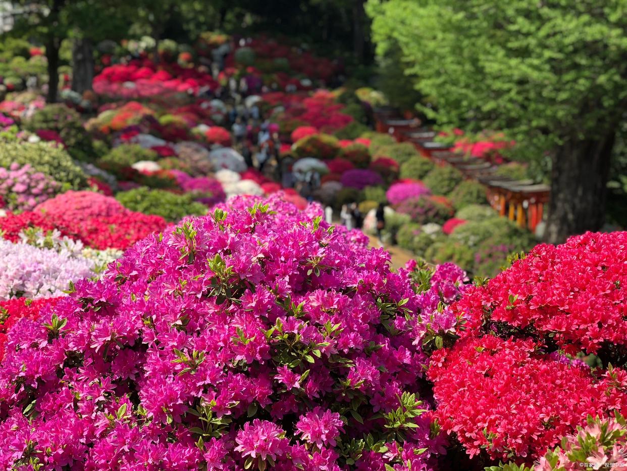 广东秋冬最美花海,广东春季赏花的景点推荐一下