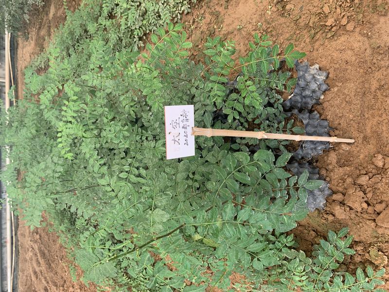 三上太空,陕西韩城太空花椒有限公司