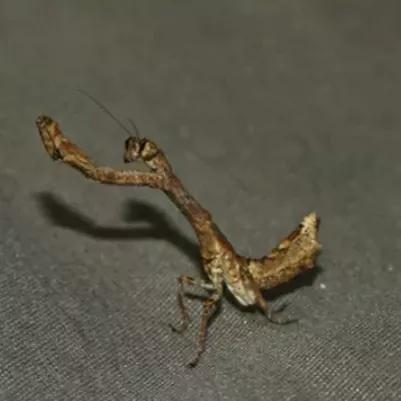 螳螂吃掉自己丈夫的头,螳螂为什么吃掉配偶螳螂吃蛇