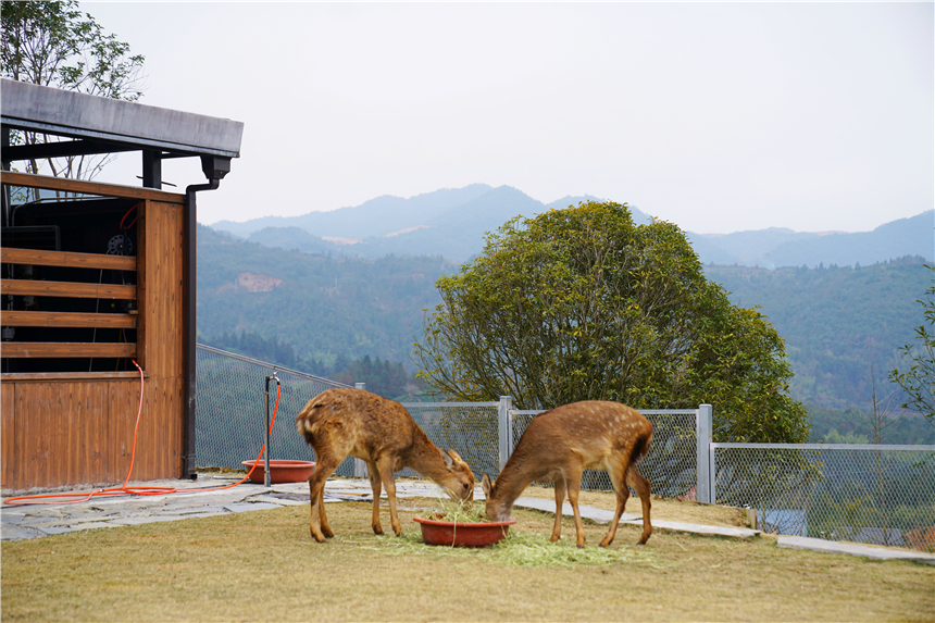 泰顺玉龙山氡泉温泉攻略,隐居山林世外桃源看夕阳